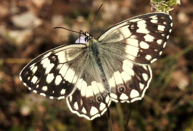 Melanargia larissa